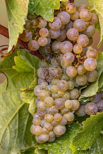 Haney, Chuck 아티스트의 Mature Riesling grapes on the vine at Yamhill Valley Vineyards near McMinnville-Oregon-USA작품입니다.